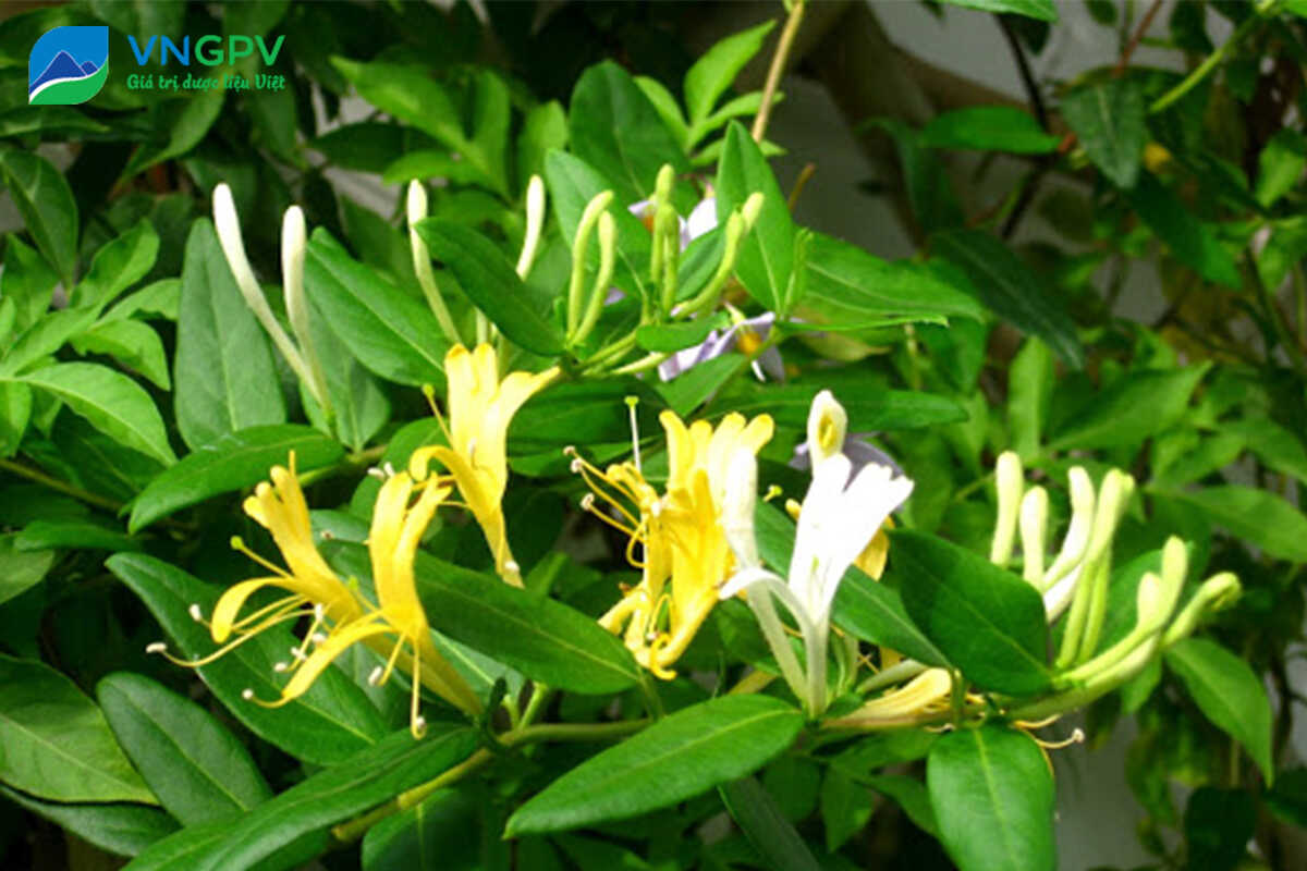 Kim ngân hoa có tác dụng thanh nhiệt, giải độc, giảm mụn nhọt, nóng trong