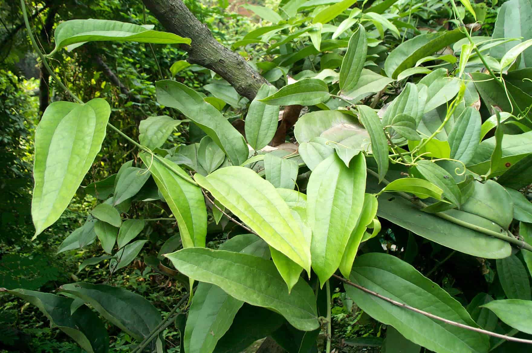 Thổ phục linh