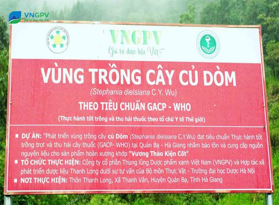 Vùng trồng củ dòm